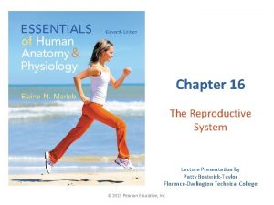 Chapter 16 the reproductive system figure 16-2