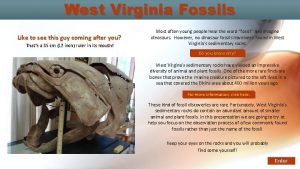 Where can trace fossils be found