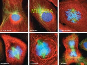 MITOSIA Atalak Ziklo zelularra Interfasea Mitosia Profasea Metafasea