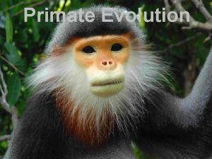 Evolution of primate