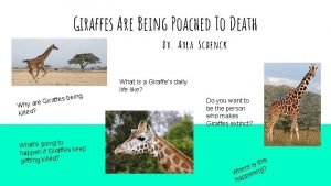 Why are giraffes poached