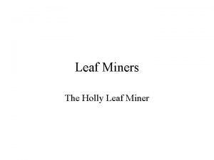 Leaf Miners The Holly Leaf Miner Leaf Miners