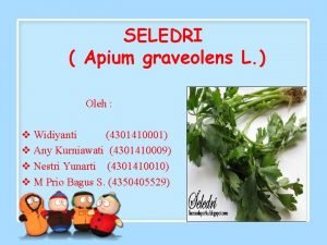SELEDRI Apium graveolens L Oleh v Widiyanti 4301410001
