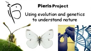 Pieris Project Using evolution and genetics to understand