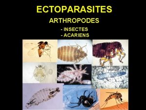 ECTOPARASITES ARTHROPODES INSECTES ACARIENS INSECTES 3 paires de