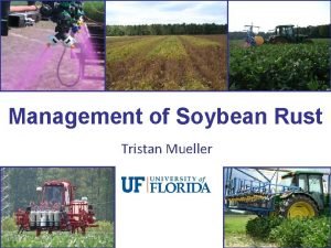 Soybean rust life cycle