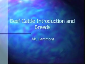Simbrah cattle disadvantages