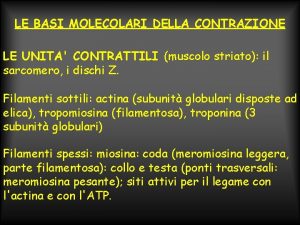 LE BASI MOLECOLARI DELLA CONTRAZIONE LE UNITA CONTRATTILI