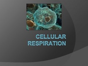 CELLULAR RESPIRATION Cellular Respiration Cellular respiration releases chemical