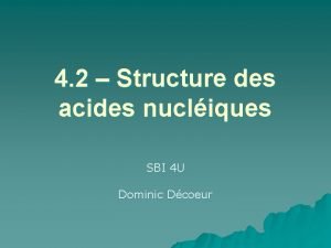 4 2 Structure des acides nucliques SBI 4