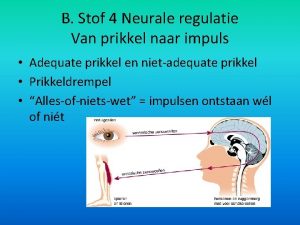 B Stof 4 Neurale regulatie Van prikkel naar