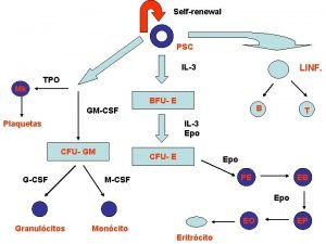 Selfrenewal PSC IL3 Mk Mk LINF TPO BFU