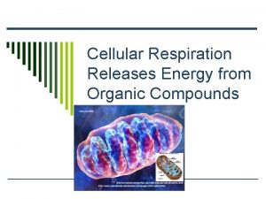 Cellular Respiration Releases Energy from Organic Compounds The