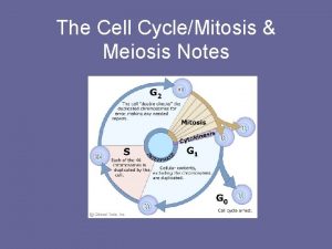 When does crossing over occur in meiosis