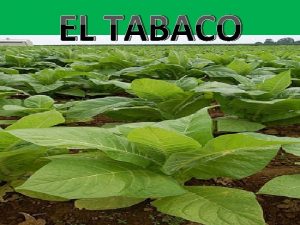 EL TABACO Qu es El tabaco es un