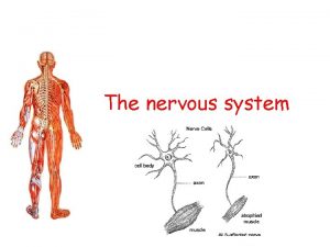 Nervous system learning objectives