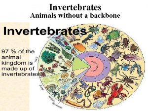 Invertebrates Animals without a backbone Phylum Porifiera Sponges