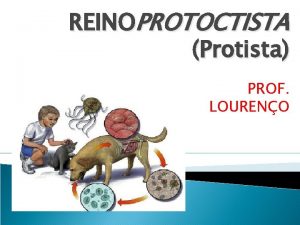 REINOPROTOCTISTA Protista PROF LOURENO Evoluo da clula e