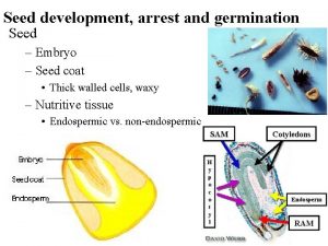 Seed development arrest and germination Seed Embryo Seed