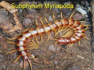 Subphylum Myriapoda Subphylum Myriapoda Poznato je oko 13