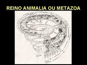 REINO ANIMALIA OU METAZOA EMBRIOLOGIA ANIMAL 65 um