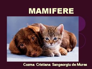 Animale carnivore Animale carnivore