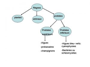 Rgnes plantes protistes animaux Protistes suprieurs Algues protozoaires