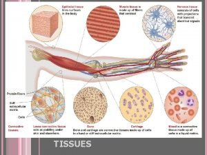 Epithelial tissue