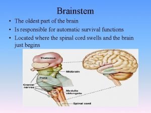 Brainstem The oldest part of the brain Is