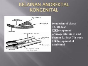 KELAINAN ANOREKTAL KONGENITAL formation of cloaca 12 28