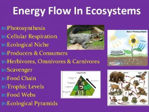 Energy Flow In Ecosystems Photosynthesis Cellular Respiration Ecological