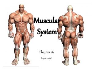Muscular System Chapter 16 pgs 310 324 Muscular