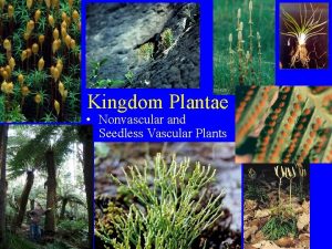 Kingdom Plantae Nonvascular and Seedless Vascular Plants Plants
