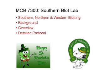 MCB 7300 Southern Blot Lab Southern Northern Western