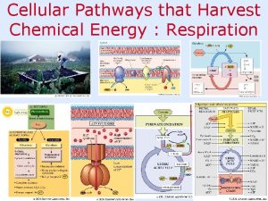 Cellular Pathways that Harvest Chemical Energy Respiration Energy