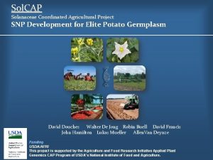 Sol CAP Solanaceae Coordinated Agricultural Project SNP Development