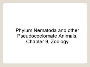 Phylum nematoda anatomy