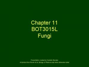 Chapter 11 BOT 3015 L Fungi Presentation created