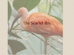 The Scarlet Ibis By James Hurst What is