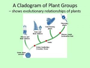 Cladogram of plant groups