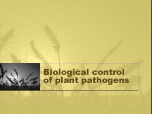 Biological control of plant pathogens Rhizosphere microorganisms are