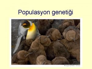 Populasyon genetii Poplasyonlar ve Gen Havuzlar Poplasyon ayn