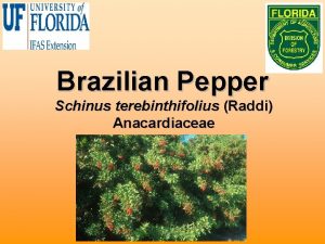 Brazilian Pepper Schinus terebinthifolius Raddi Anacardiaceae Biology Native