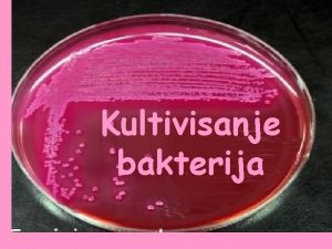 Kultivisanje bakterija Za uspeno gajenje mikroorganizama u laboratoriji