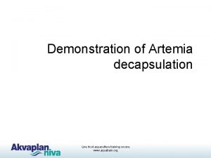 Demonstration of Artemia decapsulation Live food aquaculture training
