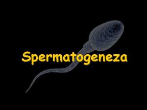 Spermatogeneza Rozwj jdra Jdra u krgowcw powstaj z