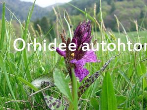 Orhidee autohton Orhidee autohtone Cand vorbim despre orhidee