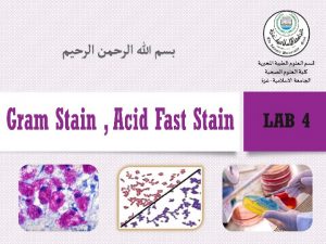 Gram Stain v Differential stain Hans Christian Gram