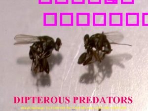 4 DIPTEROUS PREDATORS Kosol Charernsom Tel 0 3428