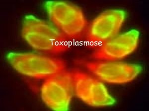 Toxoplasmose Toxoplasma gondii n isolado em 1908 de